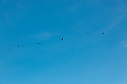 a flock of birds flying in the blue sky photo