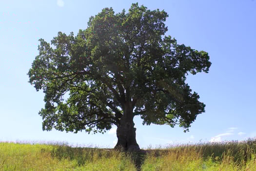 a solitary petiolate oak with a lush crown in summer. about natural monuments, respect for nature. photo