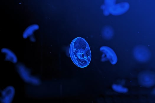 Shooting macro Jellyfish Aurelia Aurita underwater photo