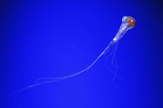 macro photography underwater northern sea nettle or brown jellyfish jellyfish photo
