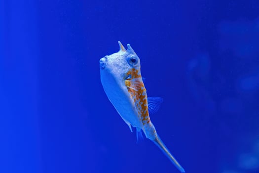 Underwater shot of fish Lactoria cornuta photo