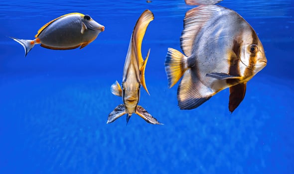 Underwater shot of fish Platax orbicularis photo