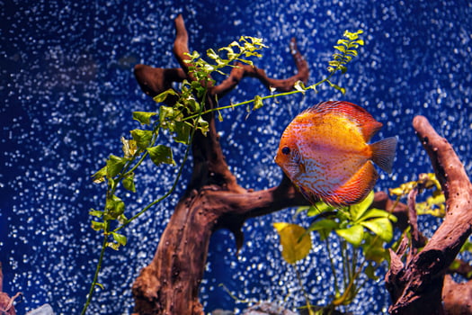 Underwater shot of Symphysodon fish photo