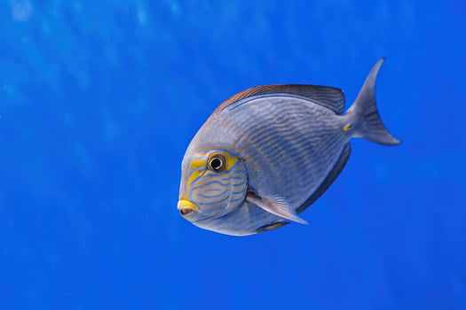 Underwater shot of fish Acanthurus mata photo