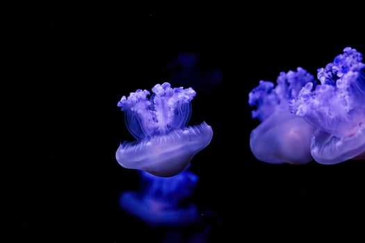 underwater shooting of beautiful Cotylorhiza tuberculata photo