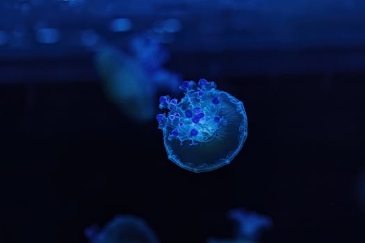 underwater shooting of beautiful Cotylorhiza tuberculata photo