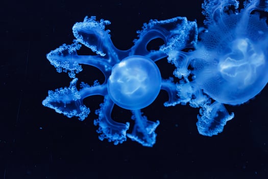 underwater shot of beautiful Marbled Jellyfish Lychnorhiza Lucerna photo