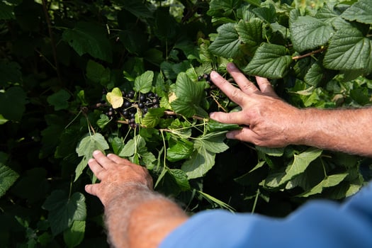 Senior Farmer Carefully Inspecting His Blueberry Farm to Ensure Quality and Progress photo