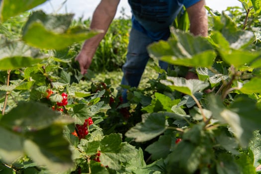 Senior Farmer Carefully Inspecting His Blueberry Farm to Ensure Quality and Progress photo