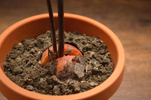Macro shot of sprouted avocado seed planted in a potted on a wooden table photo