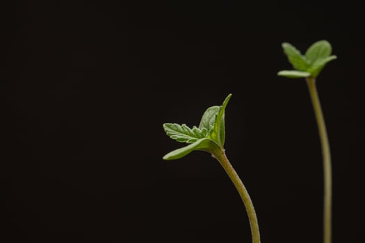 Cannabis seedling in a potted against a black background. photo