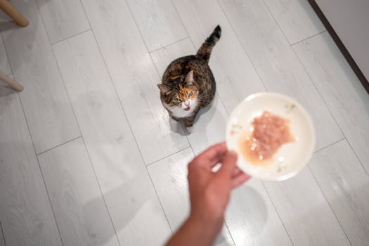 Impatient cat waits for food, meowing sits on floor, looking at plate of canned fish in owner's hand photo