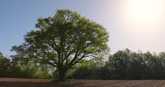single growing oak tree in an agricultural field photo