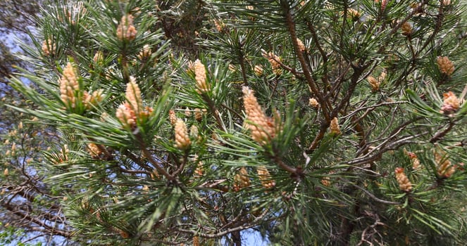 pine details during flowering in windy weather photo
