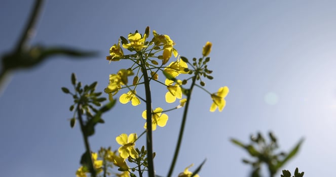 a field with rapeseed flowers photo
