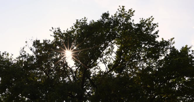 a tall old lonely tree in a field in summer photo