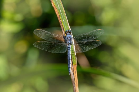 A unique beauty of nature and wildlife photo