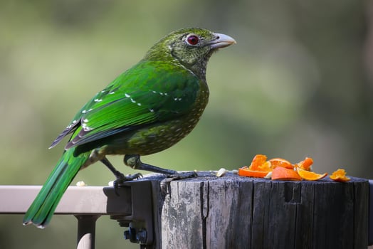 The Wild Skies Birds of Untamed Lands photo