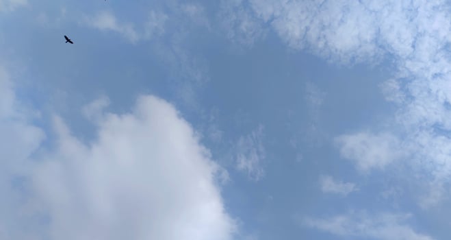 Sky with Fluffy Clouds bird flying Perfect for Nature and Weather Themes photo