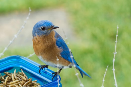 The Wild Skies Birds of Untamed Lands photo