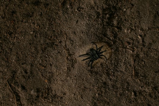 A black spider crawls on dark soil, symbolizing Halloween and evoking common arachnophobia related feelings photo