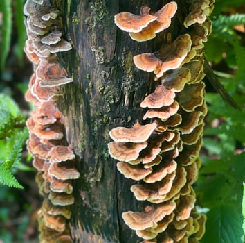 a tree with mushrooms growing on it photo