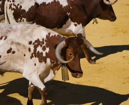 ...bull, animal, cattle, domestic, farm, background, fauna, big, photo