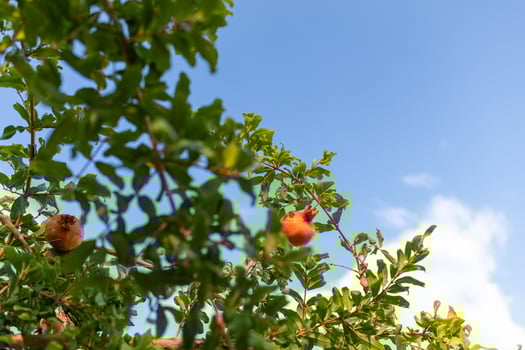 a tree with pomegranate fruit on it photo