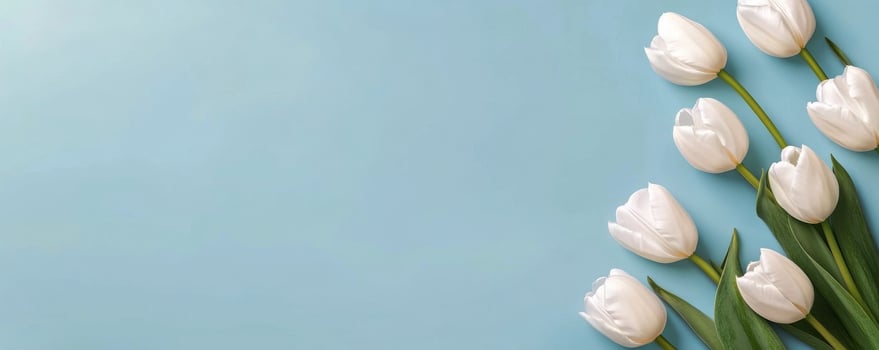 White tulips arranged on a pastel blue background for a fresh spring decoration idea photo