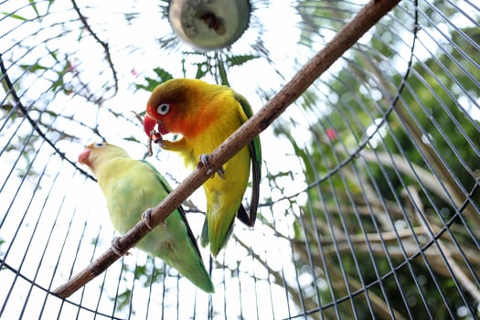 A Green Lovebird Couple in the Cage photo