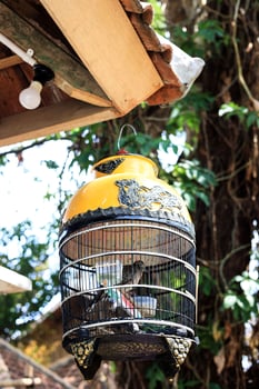 Sangkar Burung, Indonesian Bird Cage Hanging on House Roof photo