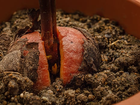 Macro shot of sprouted avocado seed planted in a potted against a black background. photo