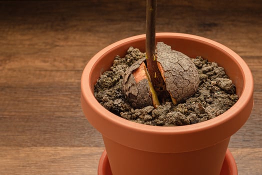 Macro shot of sprouted avocado seed planted in a potted on wooden table. photo