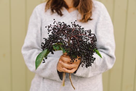 Woman holds in hands clusters fruit black elderberry photo