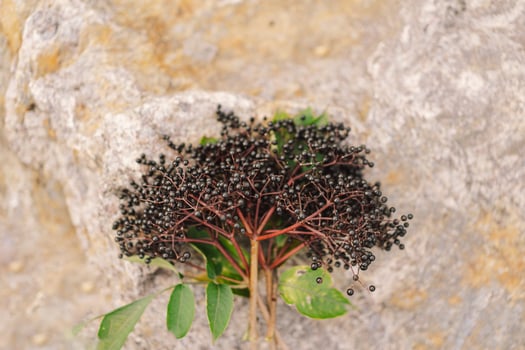 A cluster of ripe elderberries with deep purple-black fruit photo