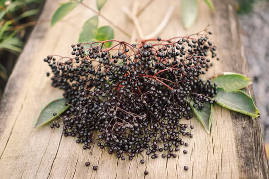 A cluster of ripe elderberries with deep purple-black fruit photo