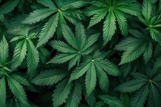 Cannabis leaves growing on farm, creating textured green background photo