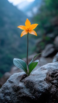 Vibrant orange flowers in nature on misty mountain slope. photo
