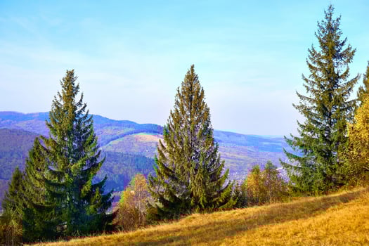 Three beautiful spruce on the slope of the hill in the autumn mountains photo