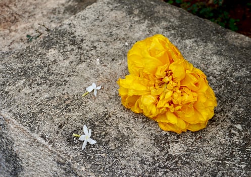 Cochlospermum regium or yellow cotton tree fallen down flower on horizontal outdoor rough stone surface background. photo