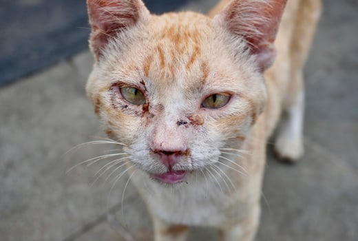 Strong male stray orange and white cat face portrait with wound and scars isolated on horizontal ratio outdoor stone flooring background. photo