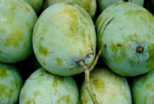 Pile of fresh green mango fruits isolated on horizontal full frame background. photo