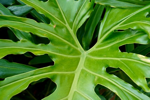 Green fresh botanical garden plant curly and curvy leaves isolated on horizontal ratio background. photo