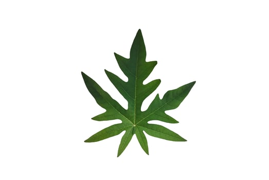 Green young papaya leaf isolated on white background. Concept, plant with medicinal property. Medicine from nature. Botanical plant. photo