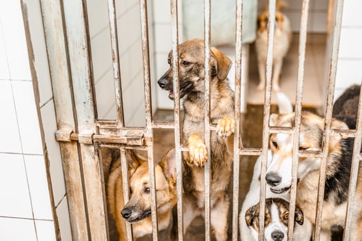 An unhappy homeless dog is in a filthy kennel at the shelter, gazing mournfully photo