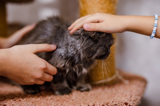 An unhappy ill cat sits in the shelter, looking pitiful and longing for a home photo