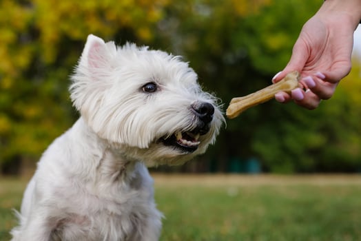 White Dog west highland white terrier Waiting for a Treat in the Park photo