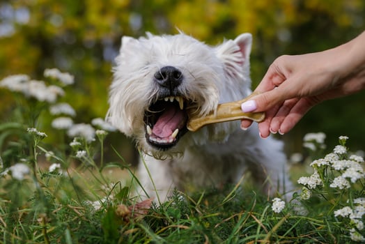 hungry white dog eat bone close up from owner's hands, concept food healthy dog food photo