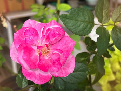Blue Liver Rose plant,pink purple petals photo