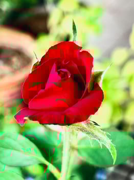 Red Baccara Rose plant,very rich color petal contrast with green leaf and stem, photo
